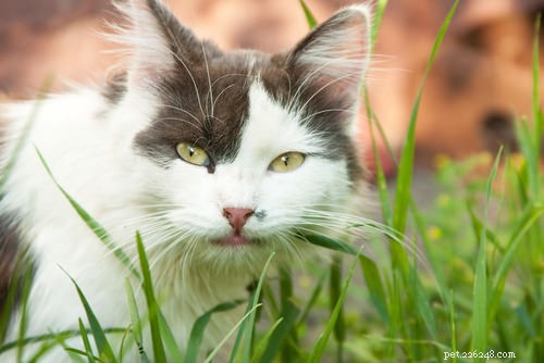 Zeptejte se veterináře:5 důvodů, proč kočky jedí trávu
