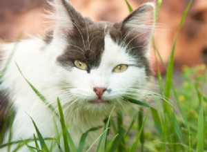 Vraag het een dierenarts:5 redenen waarom katten gras eten