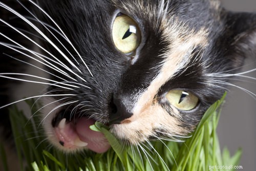 Zeptejte se veterináře:5 důvodů, proč kočky jedí trávu