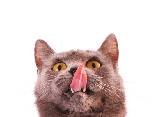 Pergunte a um veterinário:Por que meu gato lambe o ar quando eu o coço?