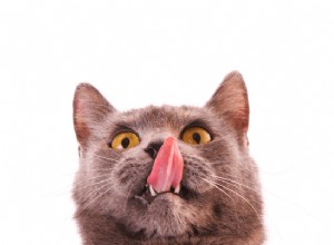수의사에게 물어보세요:고양이를 긁을 때 고양이가 공기를 핥는 이유는 무엇입니까?