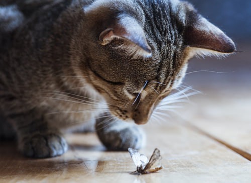 Fråga en veterinär:Varför dödar min katt saker och inte äter dem?