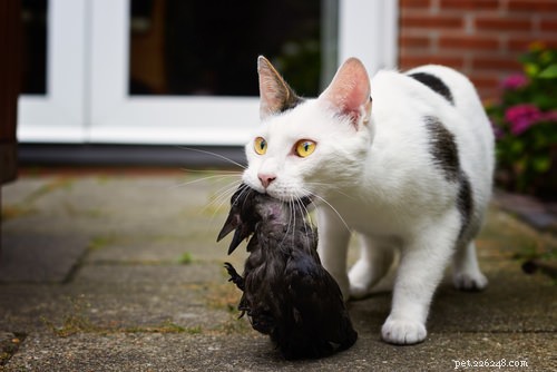 獣医に尋ねる：なぜ私の猫は物を殺し、それらを食べないのですか？ 