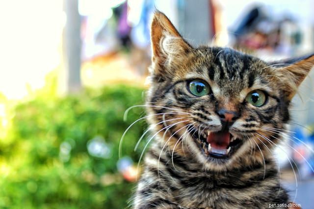 Pergunte a um veterinário:Por que meu gato mia para mim?