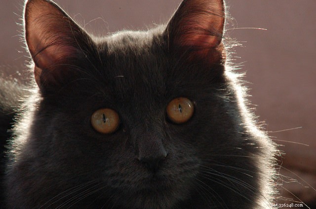6 redenen waarom je een bange kat kunt hebben