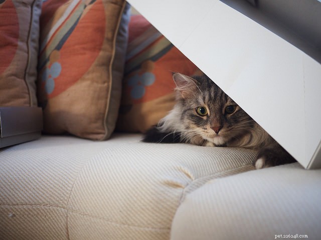 고양이가 숨기기를 좋아하는 6가지 이유