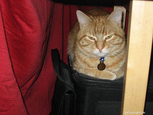 6 anledningar till att din katt gillar att gömma sig