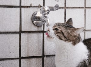 Zeptejte se veterináře:Proč moje kočka ráda pije vodu z kohoutku?