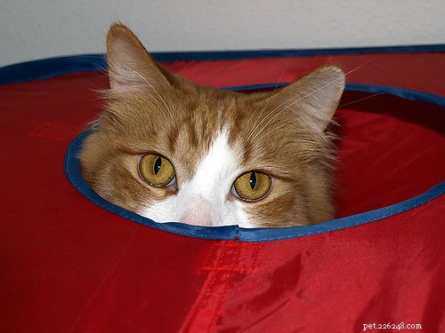 고양이가 숨기기를 좋아하는 6가지 이유