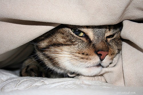 6 redenen waarom je kat zich graag verstopt