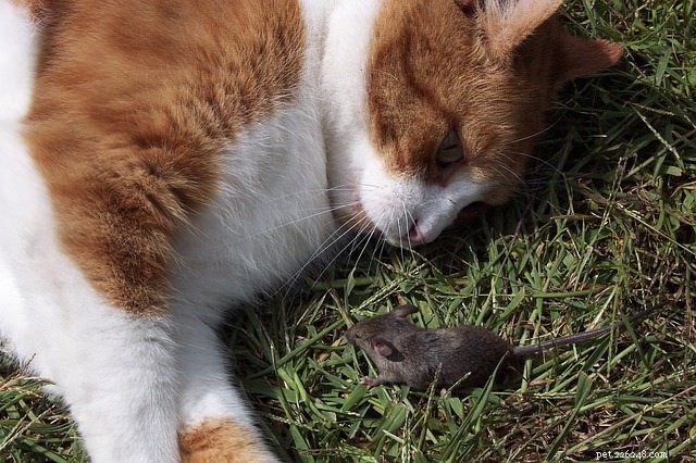 Pergunte a um veterinário:Por que meu gato me traz ratos mortos?