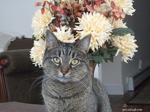 고양이가 식물을 갉아먹는 6가지 이유