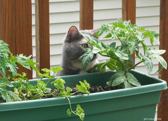 6 redenen waarom je kat aan planten knabbelt