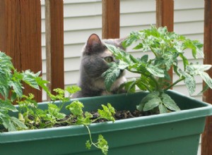 6 redenen waarom je kat aan planten knabbelt