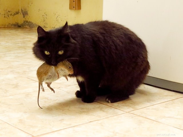 Vraag het een dierenarts:waarom brengt mijn kat me dode muizen?