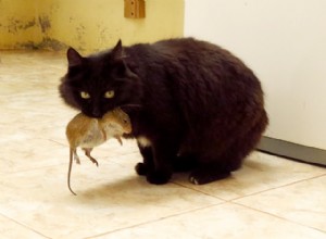 Fråga en veterinär:Varför tar min katt med mig döda möss?