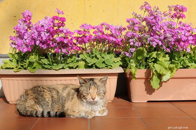 6 razões pelas quais seu gato mordisca plantas