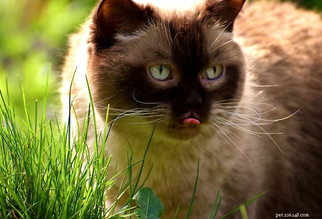6 anledningar till att din katt knaprar på växter