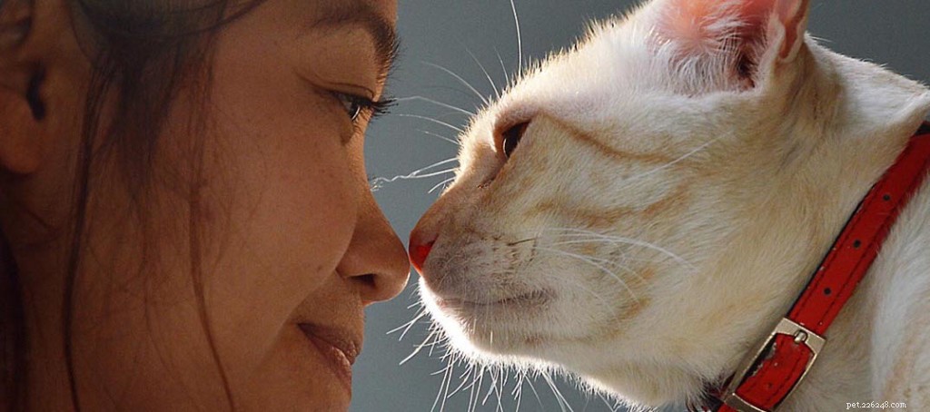 Vraag het een dierenarts:waarom wil mijn kat neuzen met mij aanraken?