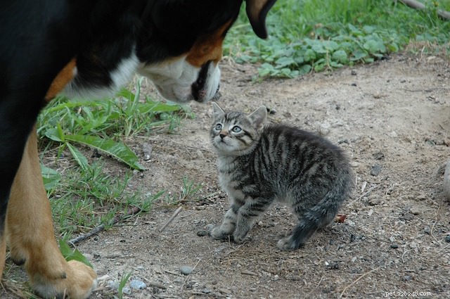 Dal veterinario:5 strani comportamenti dei gatti demistificati