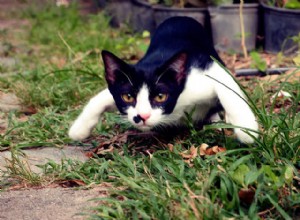 Vraag het een dierenarts:waarom valt mijn kat mijn benen aan als ik langsloop?