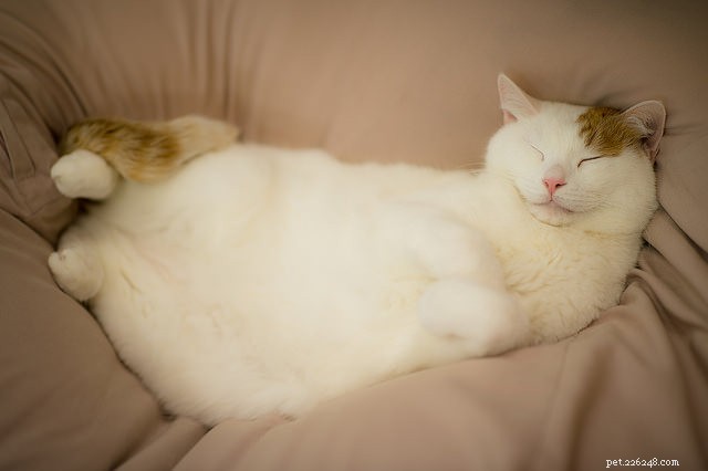 Demandez à un vétérinaire :pourquoi mon chat me montre-t-il son ventre ?