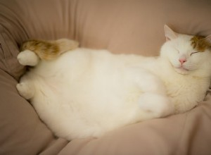 獣医に尋ねる：なぜ私の猫は私に彼女の腹をフラッシュするのですか？ 