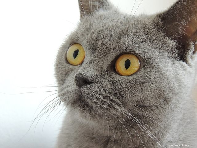 Dal veterinario:5 modi per rendere felice il tuo gattino