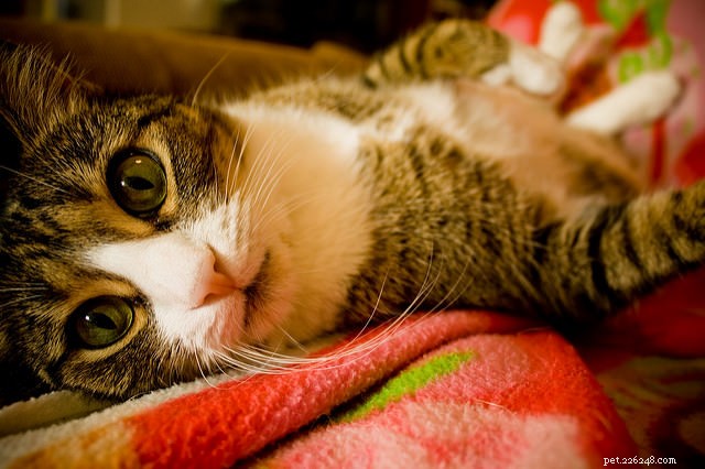 Demandez à un vétérinaire :pourquoi mon chat me montre-t-il son ventre ?