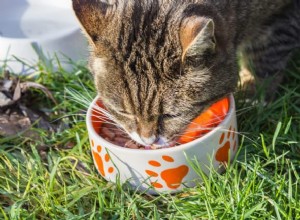 De tien favoriete dingen van uw kat om te doen