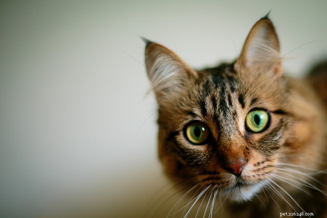 5 nejčastějších problémů s chováním u koček