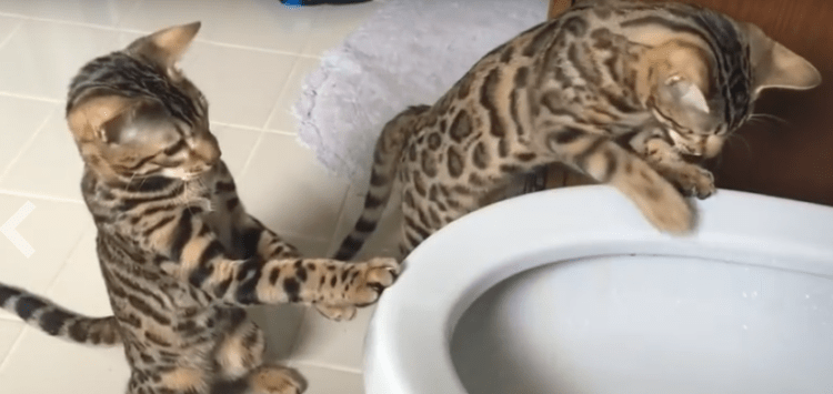 Vraag het een dierenarts:waarom kijkt mijn kat graag naar het toilet doorspoelen?
