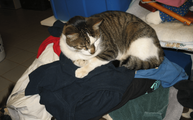Zeptejte se veterináře:Proč moje kočka spí na mém oblečení?