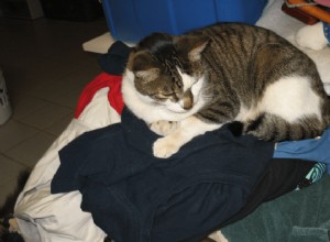 獣医に尋ねる：なぜ私の猫は私の服の上で寝るのですか？ 