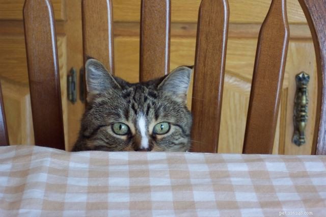 Vraag het een dierenarts:waarom staart mijn kat naar me?