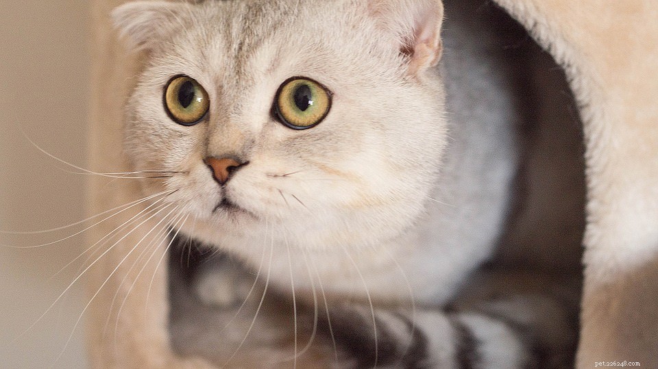 Demandez à un vétérinaire :pourquoi mon chat me fixe-t-il ?