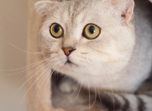 Pergunte a um veterinário:Por que meu gato me encara?