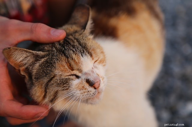 Pergunte a um veterinário:Por que meu gato é mais carinhoso quando quer algo?