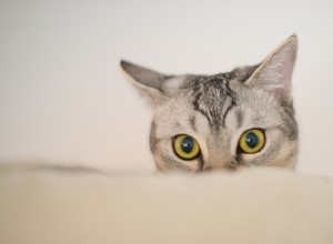 猫との絆を強める5つの方法 