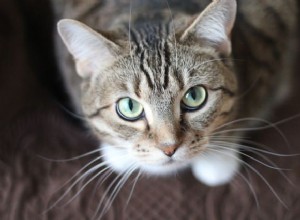 Pergunte a um veterinário:Por que meu gato implora por comida mesmo quando tem?