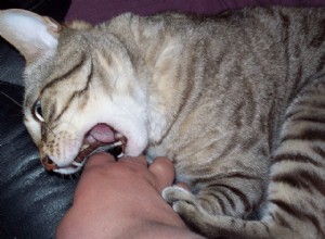 Pergunte a um veterinário:Por que meu gato me morde quando quer atenção?