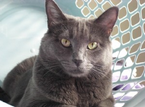 Pergunte a um veterinário:Por que meu gato gosta de dormir na cesta de lavanderia?