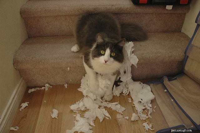 Fråga en veterinär:Varför strimlar min katt toalettpapper?