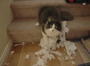 Pergunte a um veterinário:Por que meu gato rasga papel higiênico?