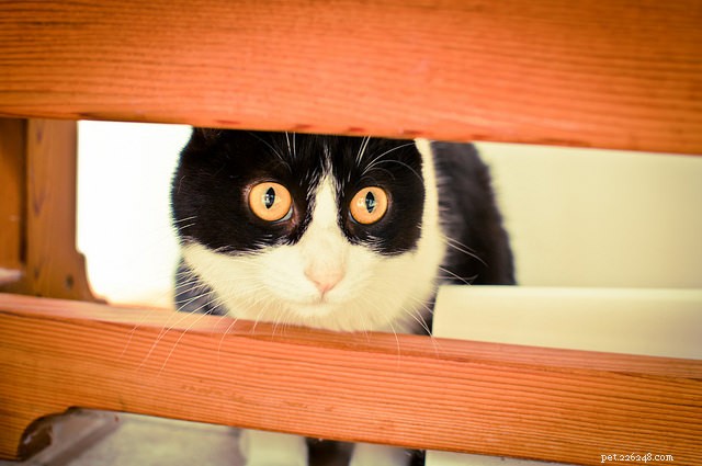 4 признака чрезмерной стимуляции вашей кошки