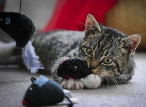 4 známky nadměrné stimulace vaší kočky