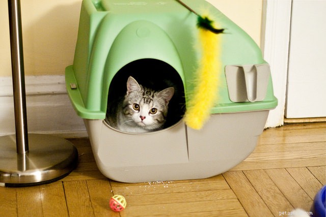 Demandez à un vétérinaire :pourquoi mon chat ne couvre-t-il pas son caca dans la litière ?