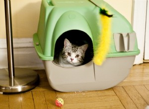 Fråga en veterinär:Varför täcker inte min katt sin bajs i kattlådan?