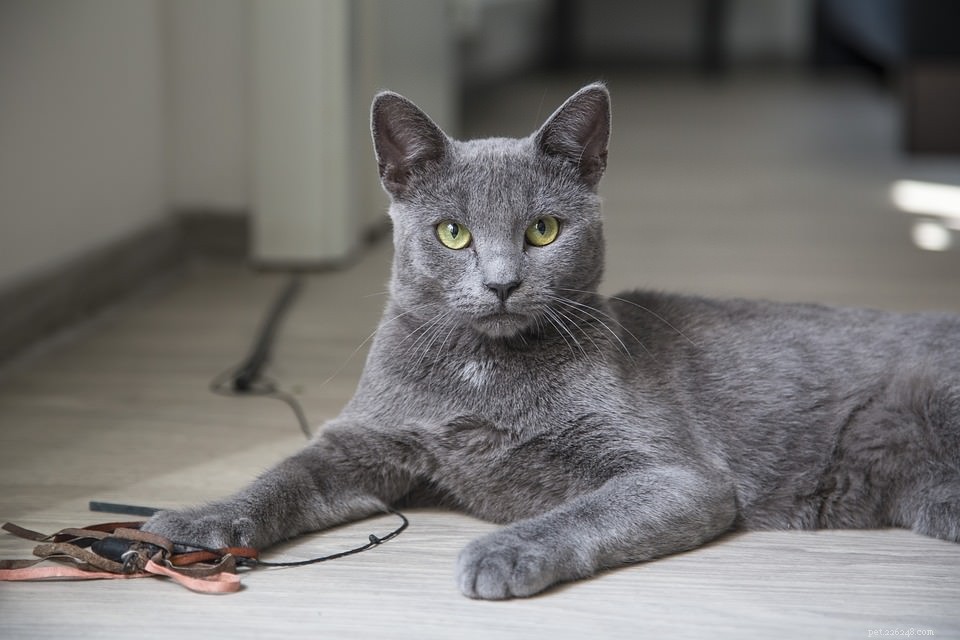 Demandez à un vétérinaire :mon chat est-il volontairement méchant ?