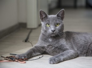 Fråga en veterinär:Är min katt stygg med avsikt?